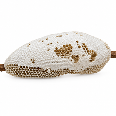 Honey Comb, Small Bee